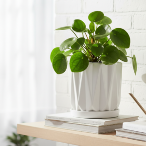 Maceta geometrica blanca 12cm patron 3D relieve ceramica mate premium